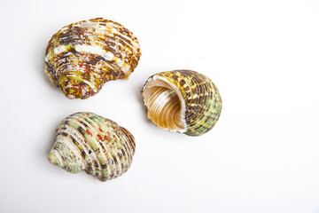 three Close up of ocean  shell isolated on white background