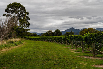 road by the vines