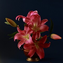 Pink lilies on dark background 