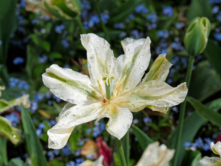 Obraz premium White tulips with open petals covered with raindrops