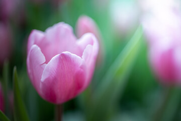 Beautiful bouquet of tulips. colorful tulips. nature background