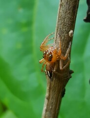 Small spider on wood
