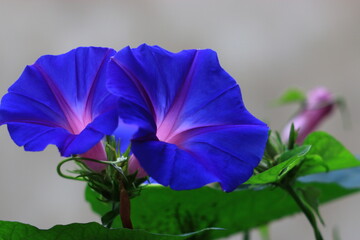 Flores brillando en el jardin de mi hogar