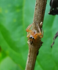 Small spider on a stick