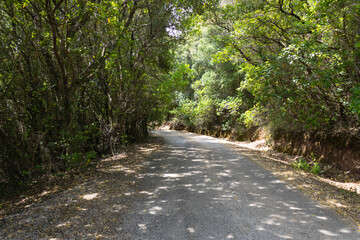 Obraz premium Sentieri magici