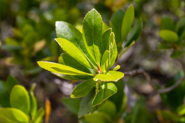 Natura in Foglie