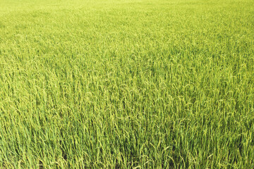 Fresh yellow and green color of rice field in Thailand.
