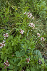 Sitka Valerian wildflower clusters