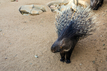 Crested porcupine