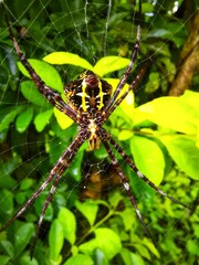 spider on the web