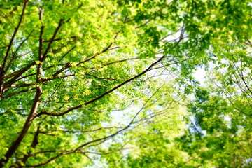 初夏の新緑の風景