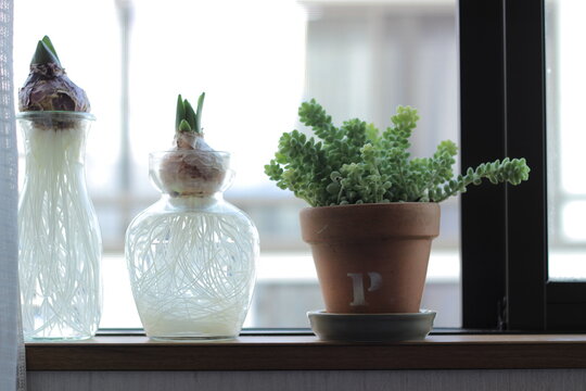 1 192 Best 水耕栽培images Stock Photos Vectors Adobe Stock