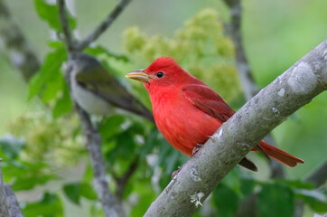 Summer tanager (Piranga rubra) male perching in a tree, Galveston, Texas, USA.