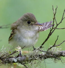 Acadian flycatcher (Empidonax virescens) portrait, Galveston, Texas, USA