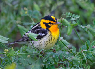 Blackburnian warbler (Setophaga fusca) male perching in a tree, Galveston, Texas.