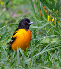 Baltimore oriole (Icterus galbula) male in the grass, Galveston, Texas, USA.