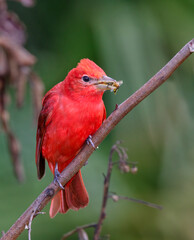 Summer tanager (Piranga rubra) male eating a caught bee in the forest, Galveston, Texas, USA.