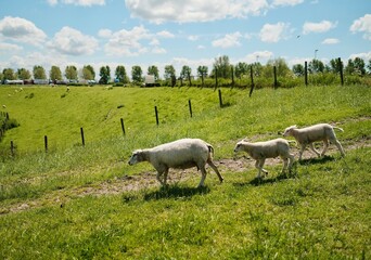 A herd of sheep standing on top of a lush green field