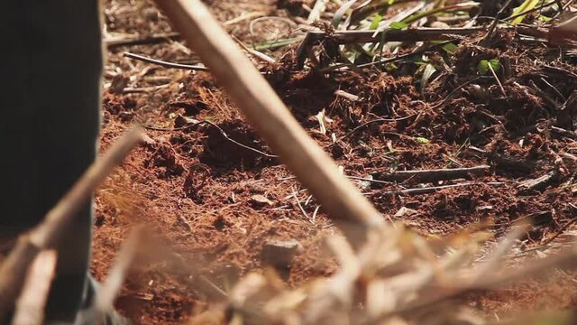 farmer working in the field crop natural a farming. Weeding and clearing the land manually with a hoe