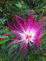 flower of a cactus