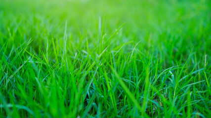 Green grass fresh texture background. grow meadow lawn farm close up in season summer. saving environment Earth Day, conservation, forest day, card for world earth concept.