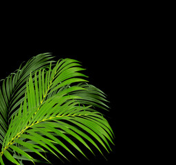 green palm leaves on white background