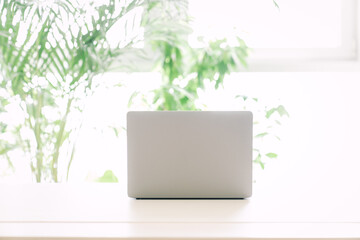 laptop with plant