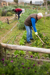 Farmer spreads hoe garden beds. High quality photo