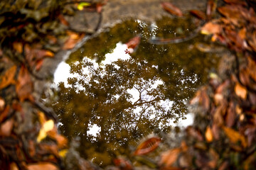落ち葉の水溜り