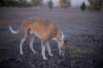 hound walks with other dogs of different breeds in the park