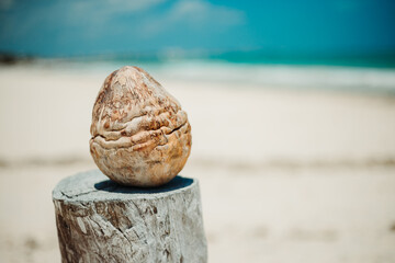 Coconut sitting on a palm tree stump on a white sand beach