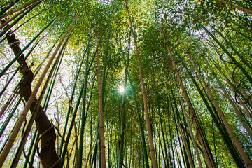 Plakat bamboo forest