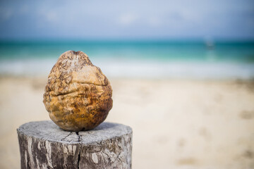 Coconut sitting on a palm tree  trunk on a white sand beach in Cancun Mexico