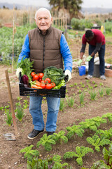 Senior man horticulturist holding crate with harvest of vegetables in garden