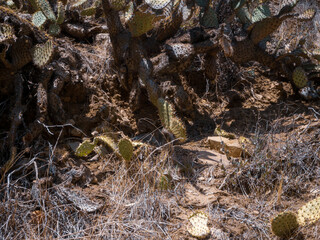 Detail of Cacti Plants in Wildwood Regional Park