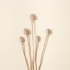 Minimal natural layout with dry poppy. Floral visuals with shadows, pastel monochrome color