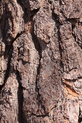 Bark of a tree trunk

