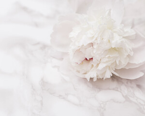 White peony flower on on marble texture. Summer blossoming bright peonies, summer or spring seasonal floral design