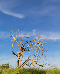 Lonely tree