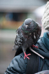 a beautiful pigeon sits on his hand and waits for food