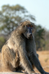 Baboon scratching in Kruger National Park in South Africa