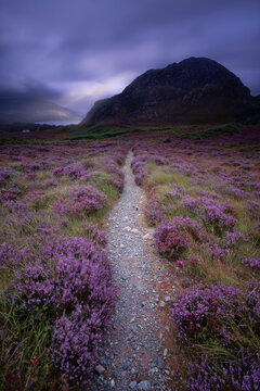 colourful heather surrounding path leading to mountain in Assynt, scotland.