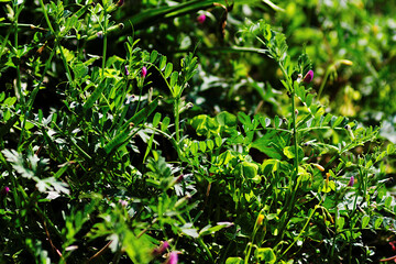 leaves in the forest
