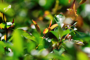 leaves in the forest