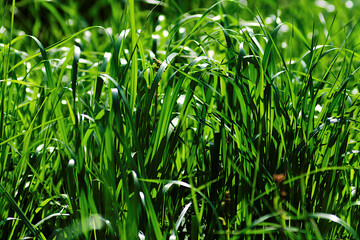 green grass in the wind