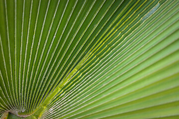 Obraz premium Close-up of a bright green leaf of a palm tree under the bright tropical sun. A leaf of a palm tree that looks like a folded sheet of paper
