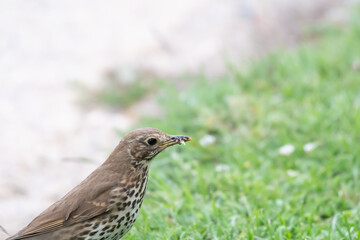 Song Thrush collecting a beakful of insects to feed to her young in UK springtime