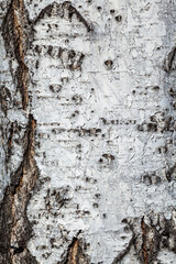 Close-up fragment of birch bark. Wooden background.