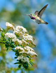 Hummingbird hovering close to white flowering plants