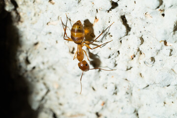 Orange little ant on the wall.
